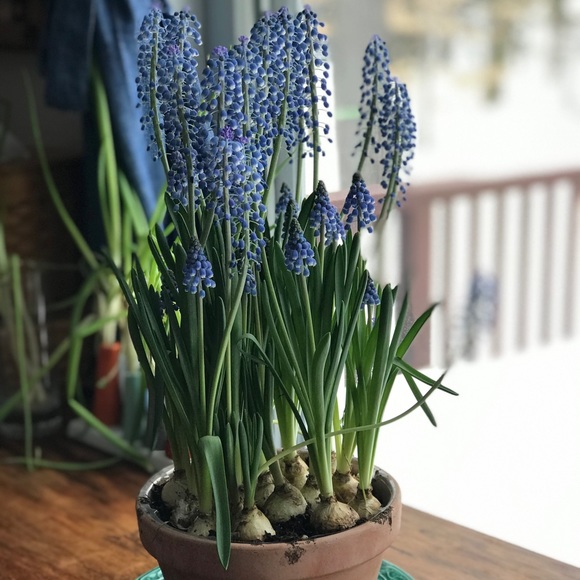 Meet your Posher, Sheila - Picture 4 of 4